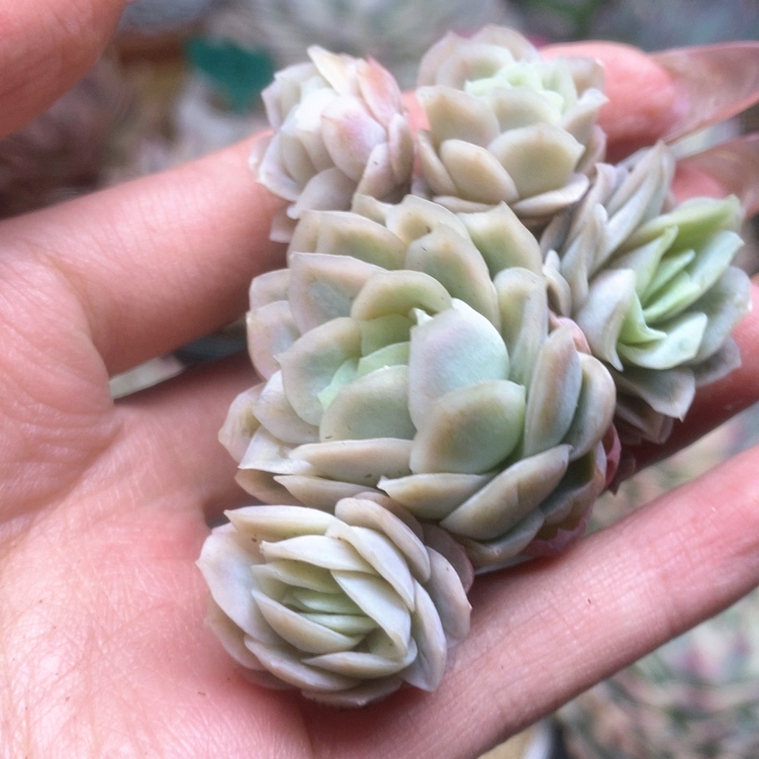 035冰玫锦锦锦锦锦