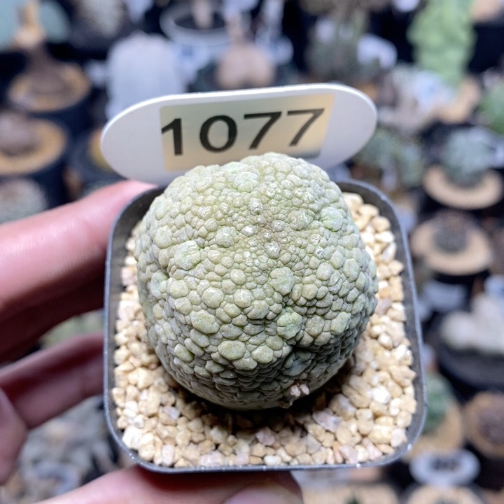 1077号实生凝蹄玉4cm