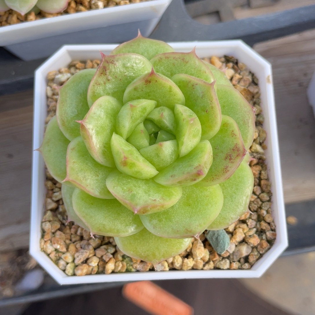 S优选麦杆多肉福利1182