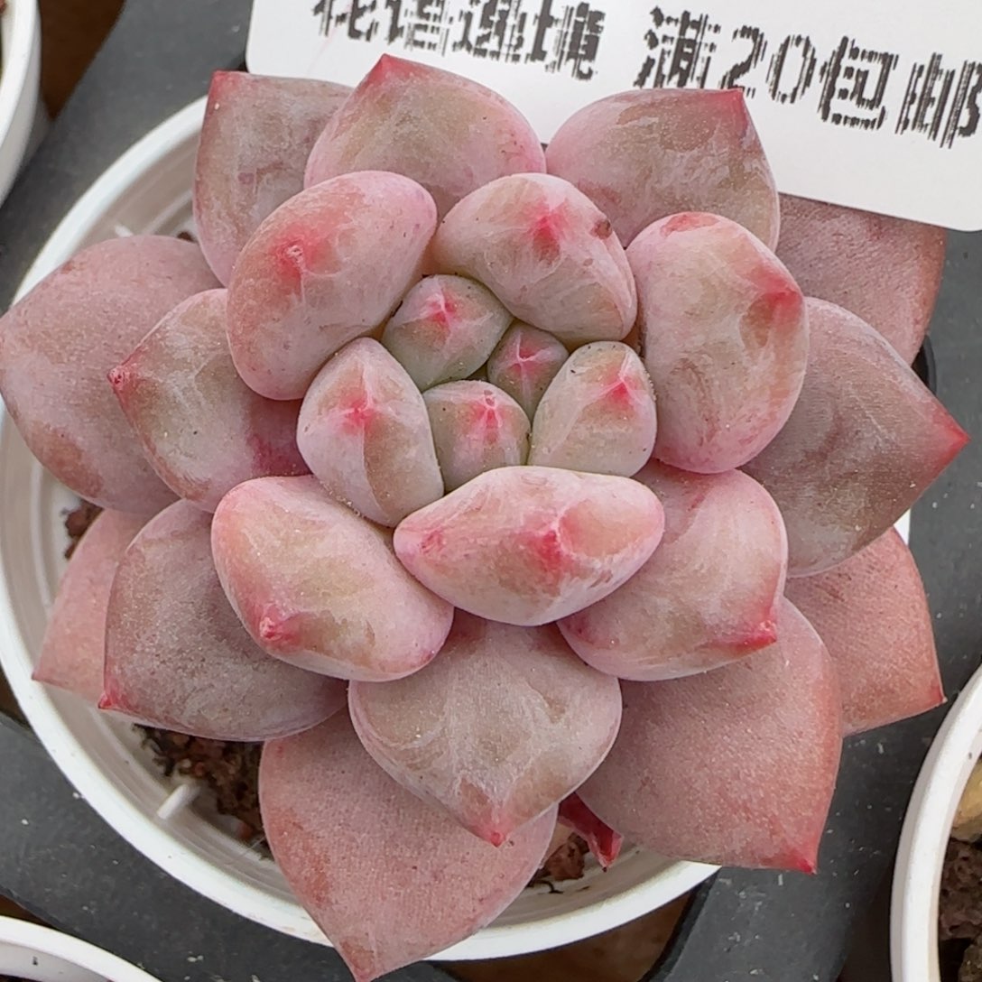 花语逸镜0203-133