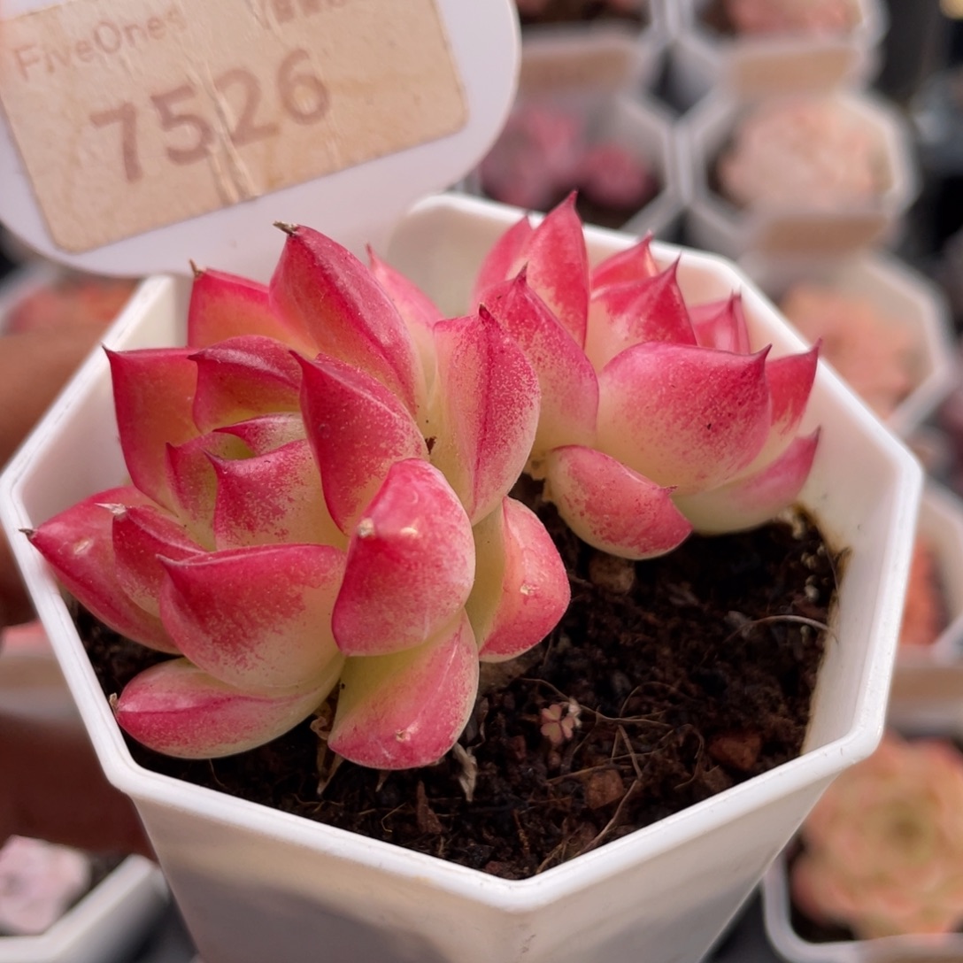 梦幻女王7526-6.0厘米