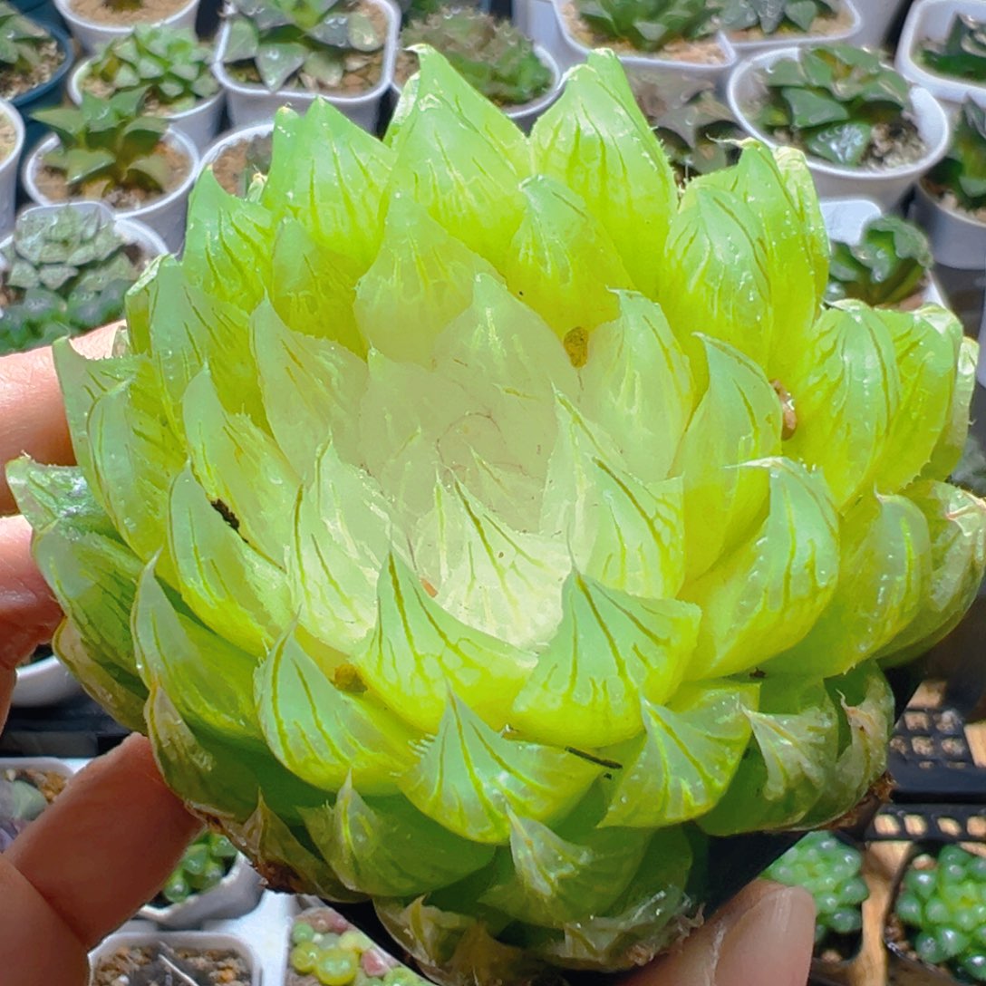 白莲花玉露多肉多肉多肉