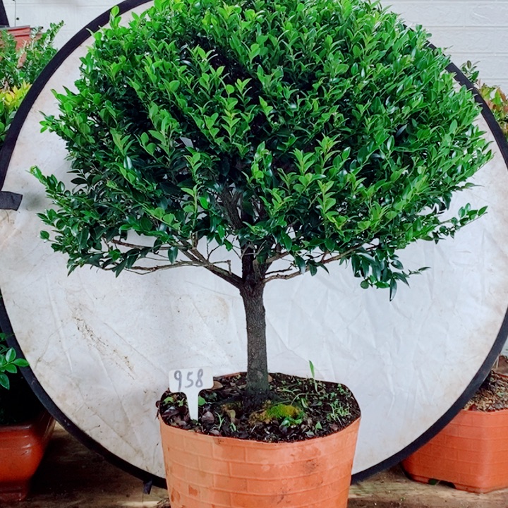 【***】完全开放958编号紫檀