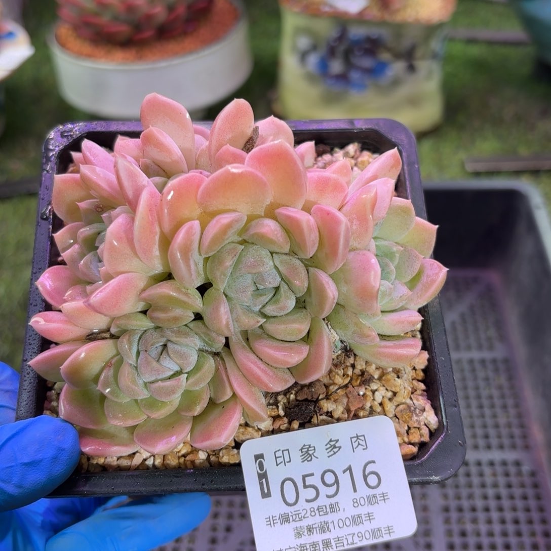 多肉植物05916fhh