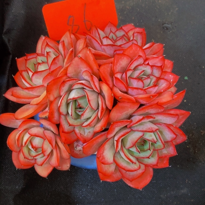 在家干了啥呀啊这