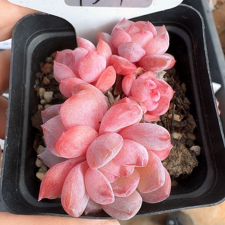 冰糖水晶多肉植物137