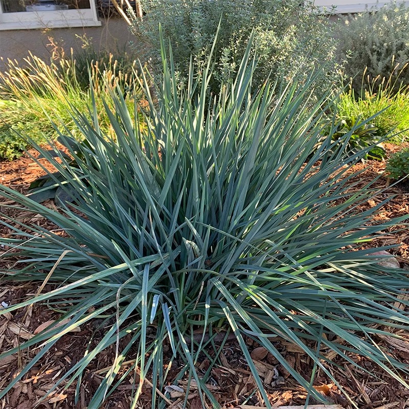 种花王大爷 山菅兰乌托邦盆栽观叶植物室外庭院阳台耐热耐寒