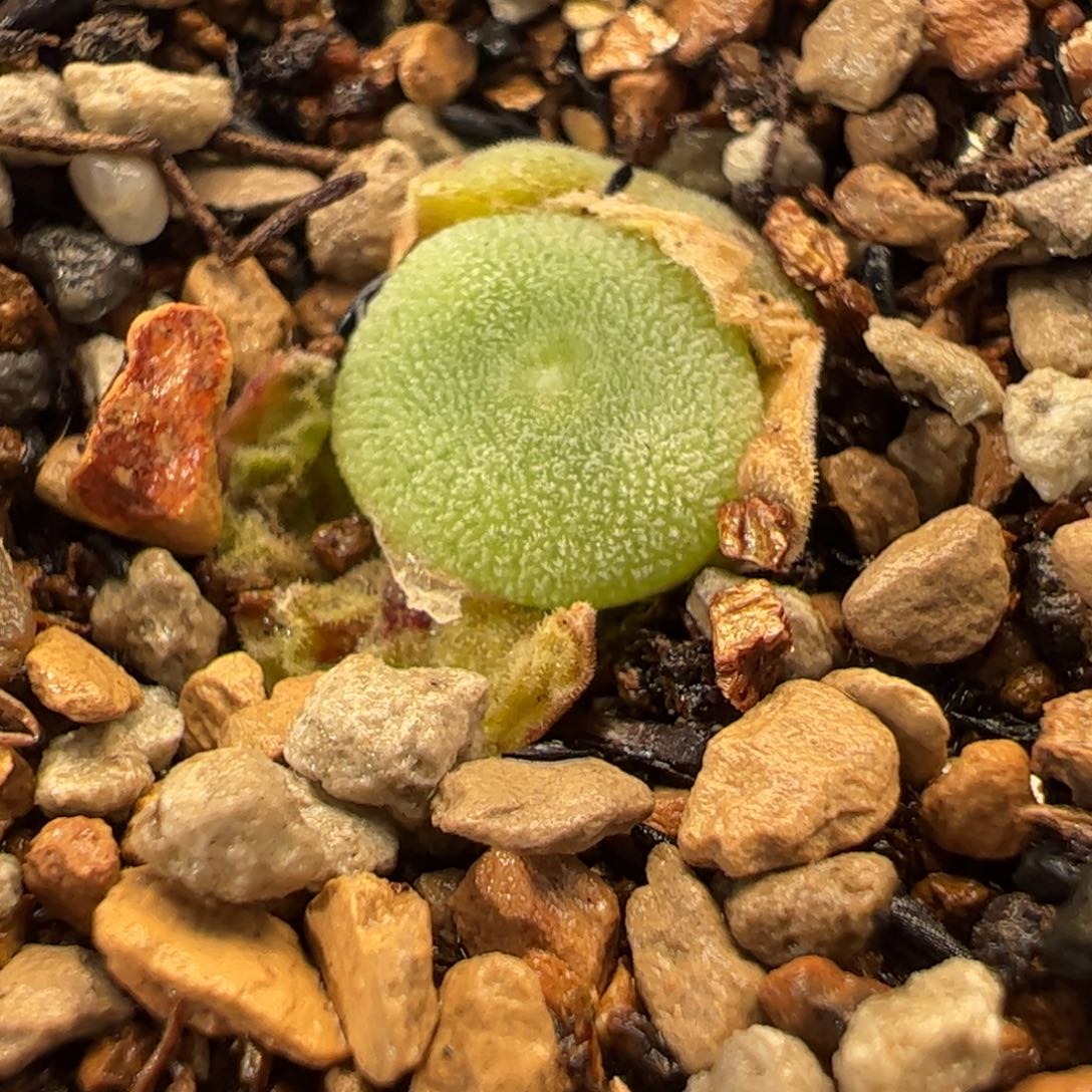 粉毛饼多肉植物百科