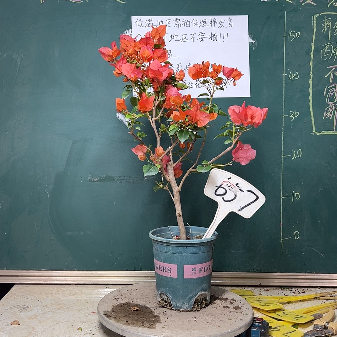 完全开放暗斑夕阳红657