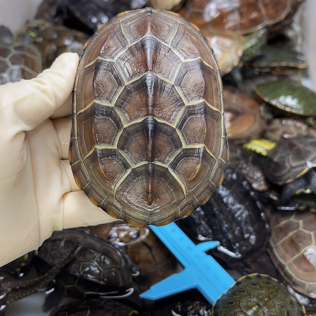 正***下中华草龟公母搭配