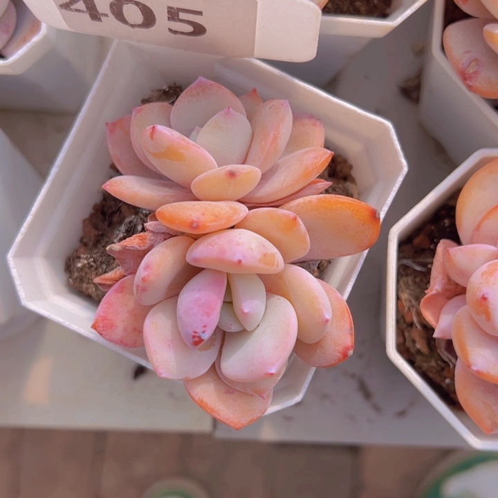 健健康康平平安安