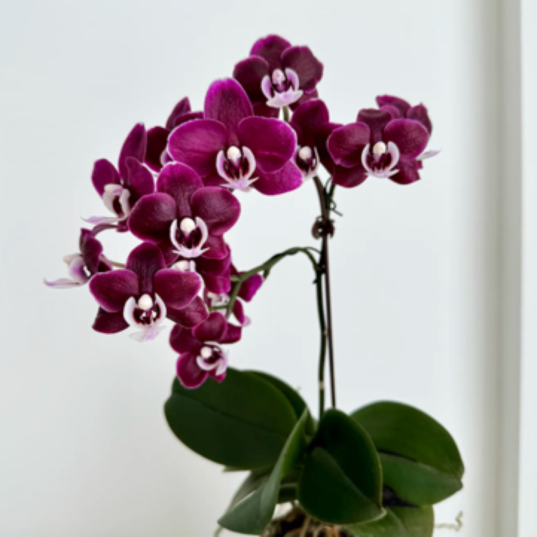 椎名｜黑美人3.5寸蝴蝶兰带剑