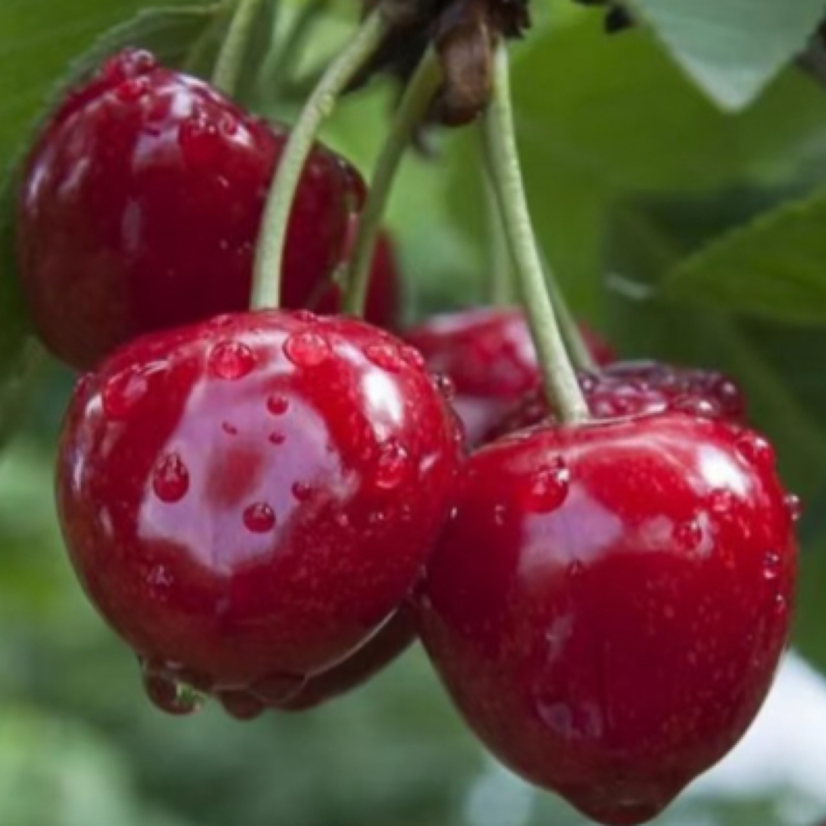 天水大樱桃车厘子萨米脱脆爽酸甜现摘头茬露天EMS航空2斤/3斤/5斤