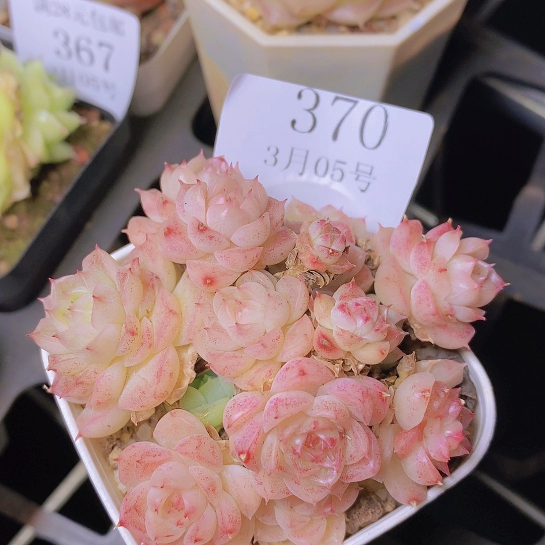 【闪购商品】云370