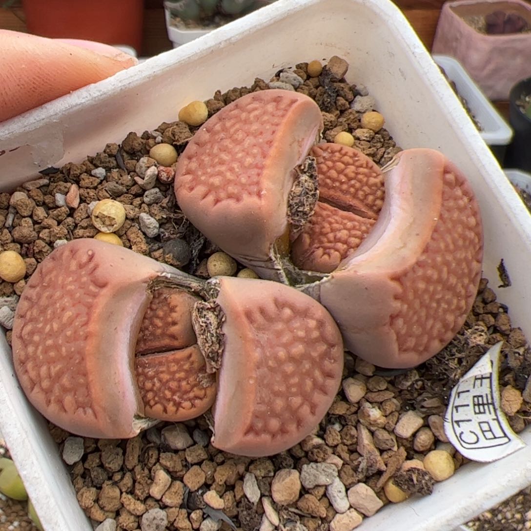 0639号巴里 多肉植物