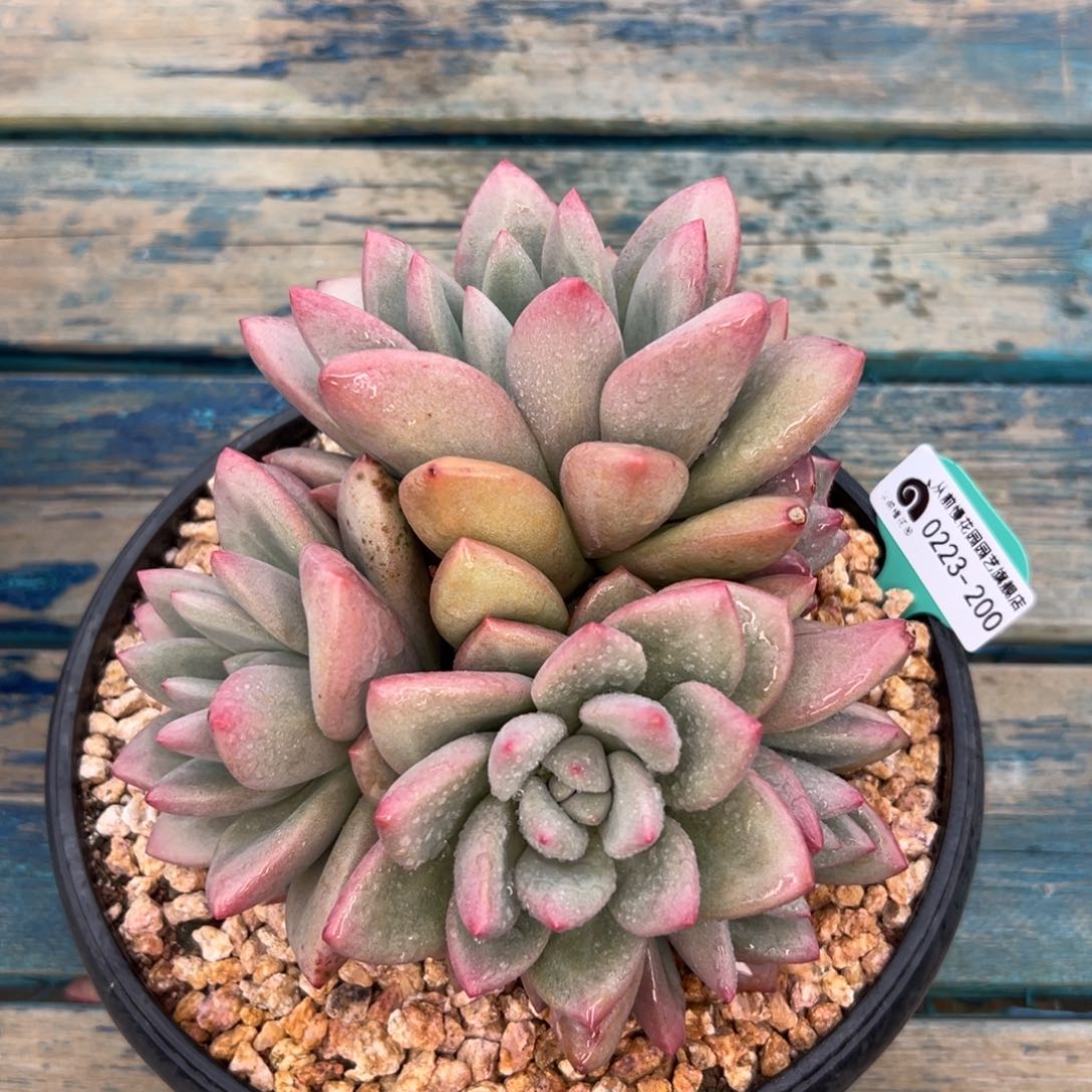 多肉一物一拍0223-200赫本露丝