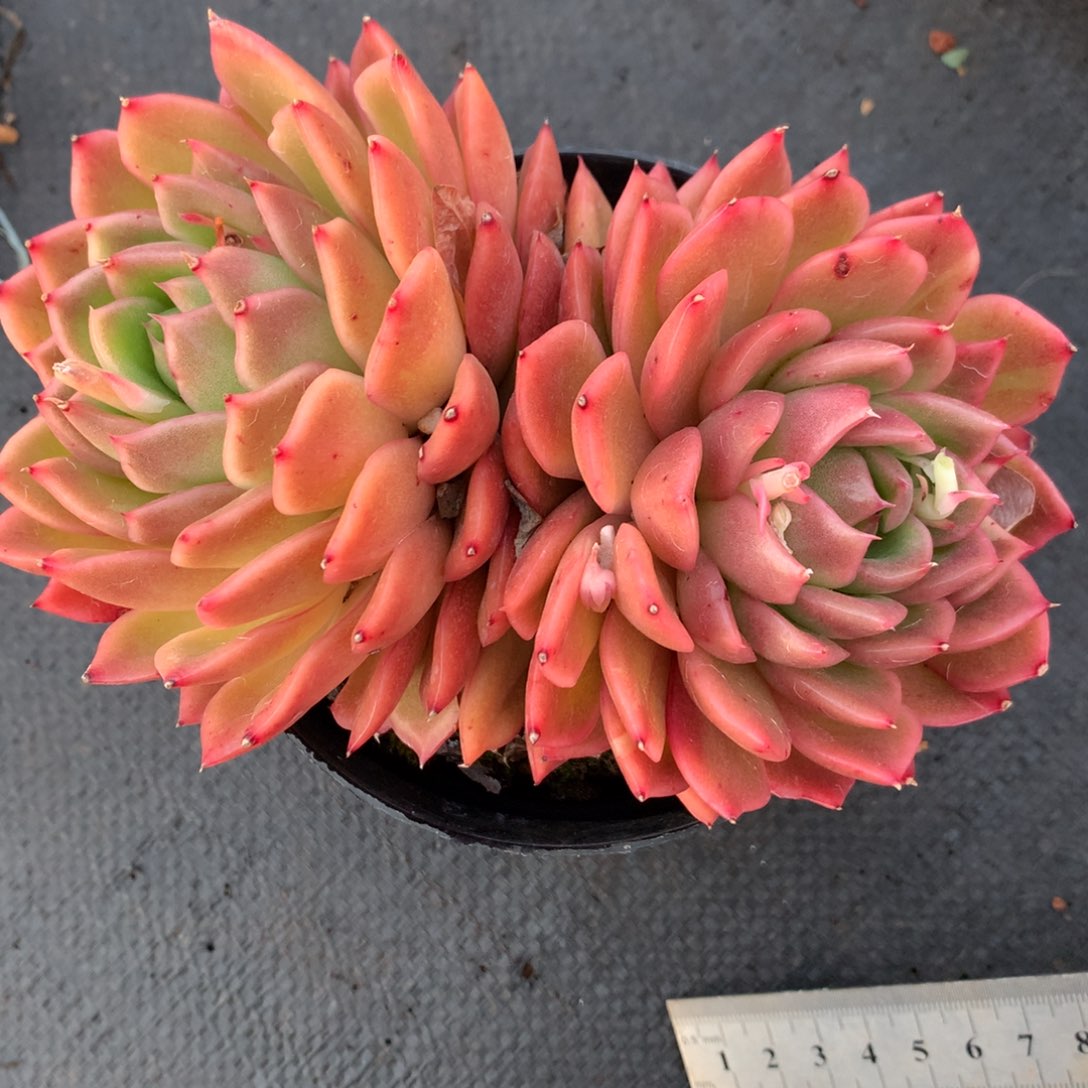 716杂交多肉14厘米