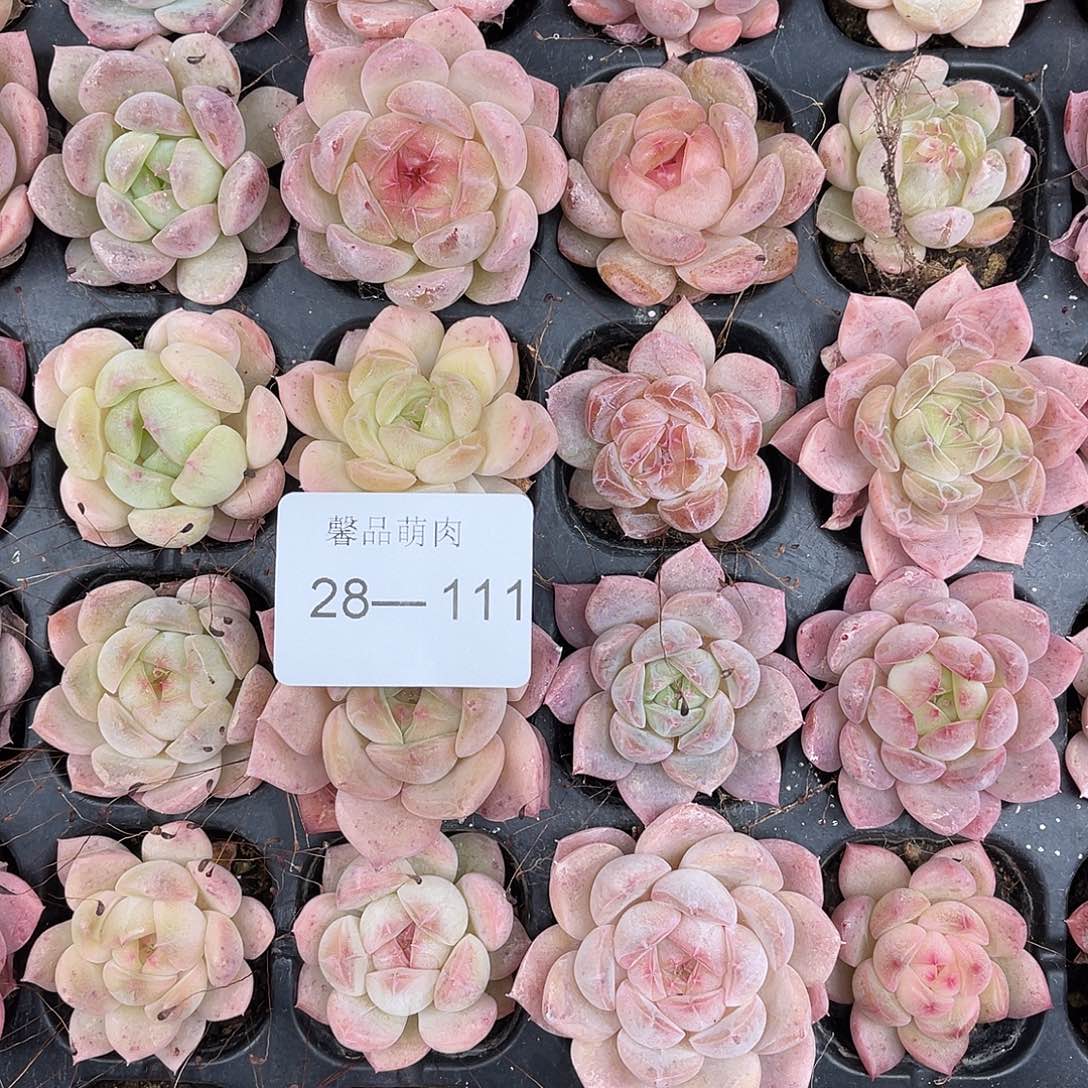 我***懂多肉一物一拍28-111