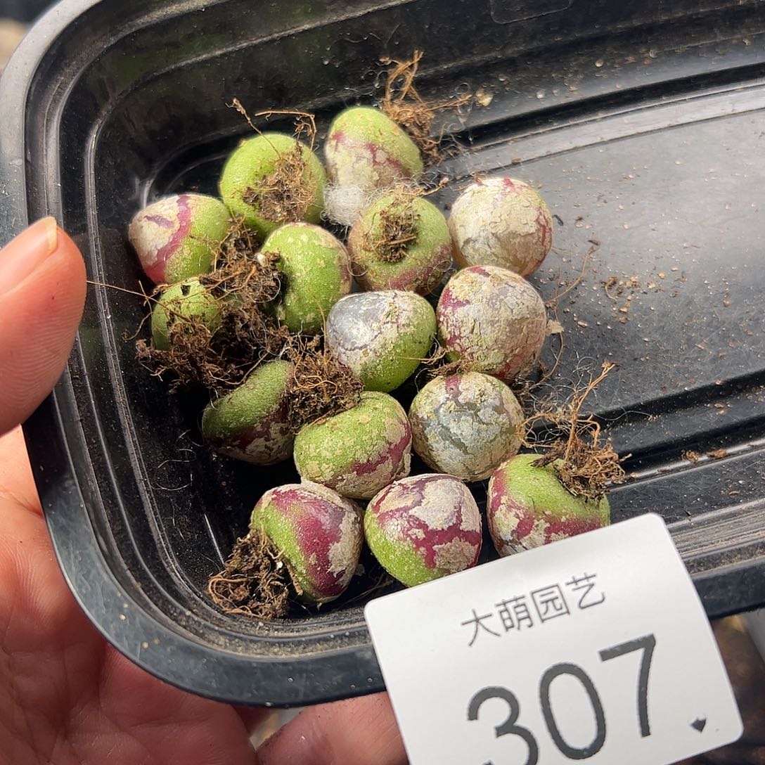 ****白一物一拍。     307