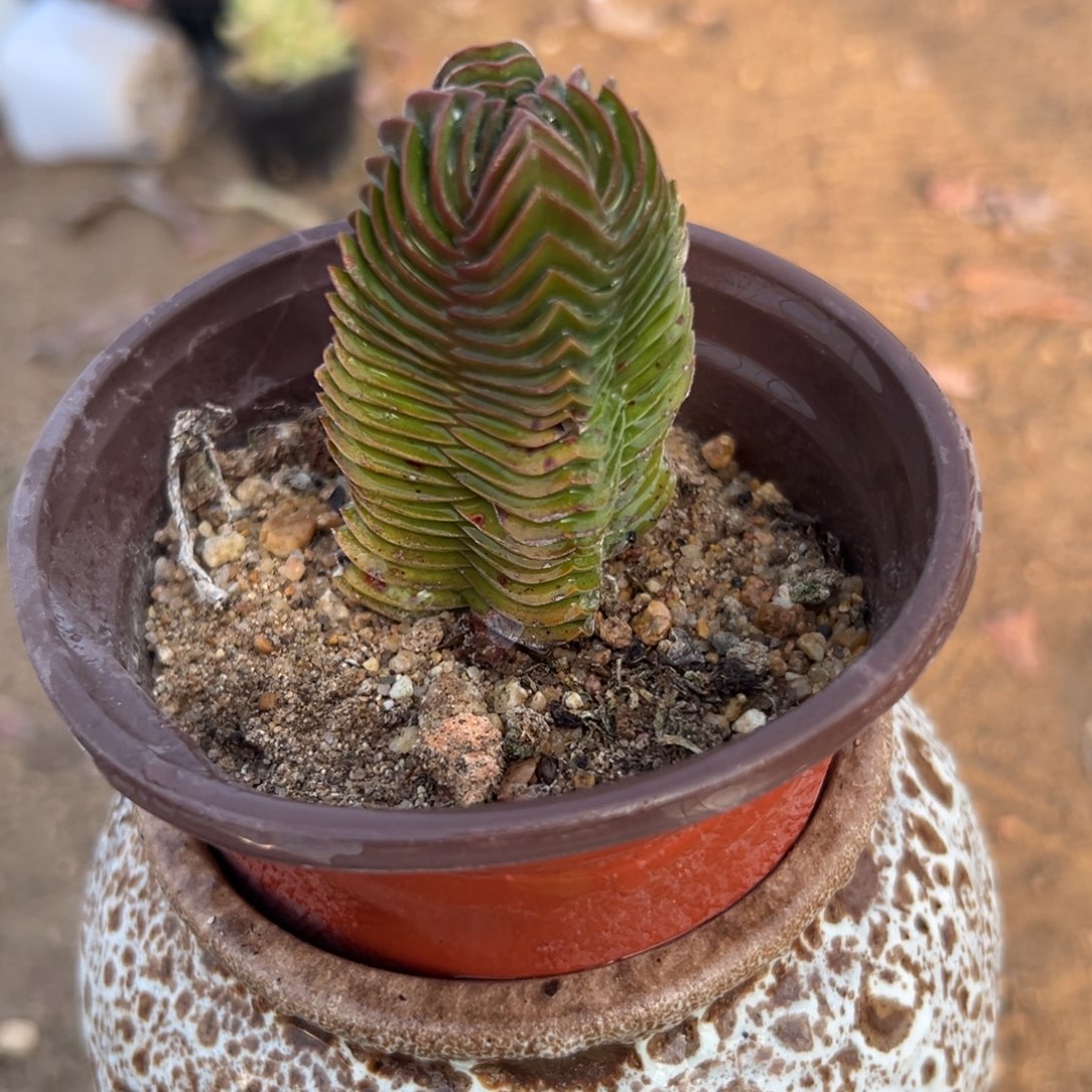 多肉植物多肉植物