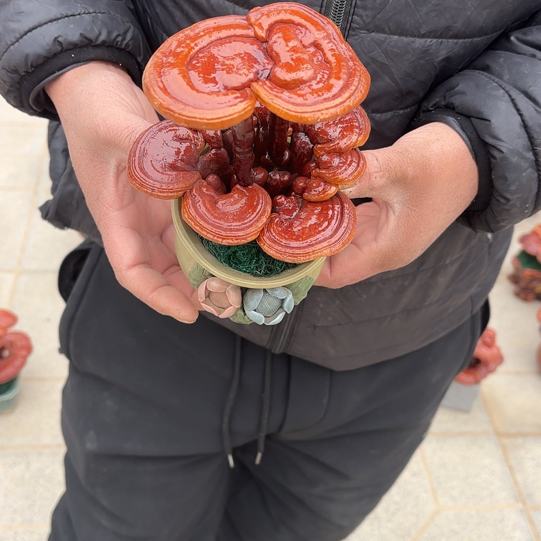 无花朵灵芝是我国著名植物