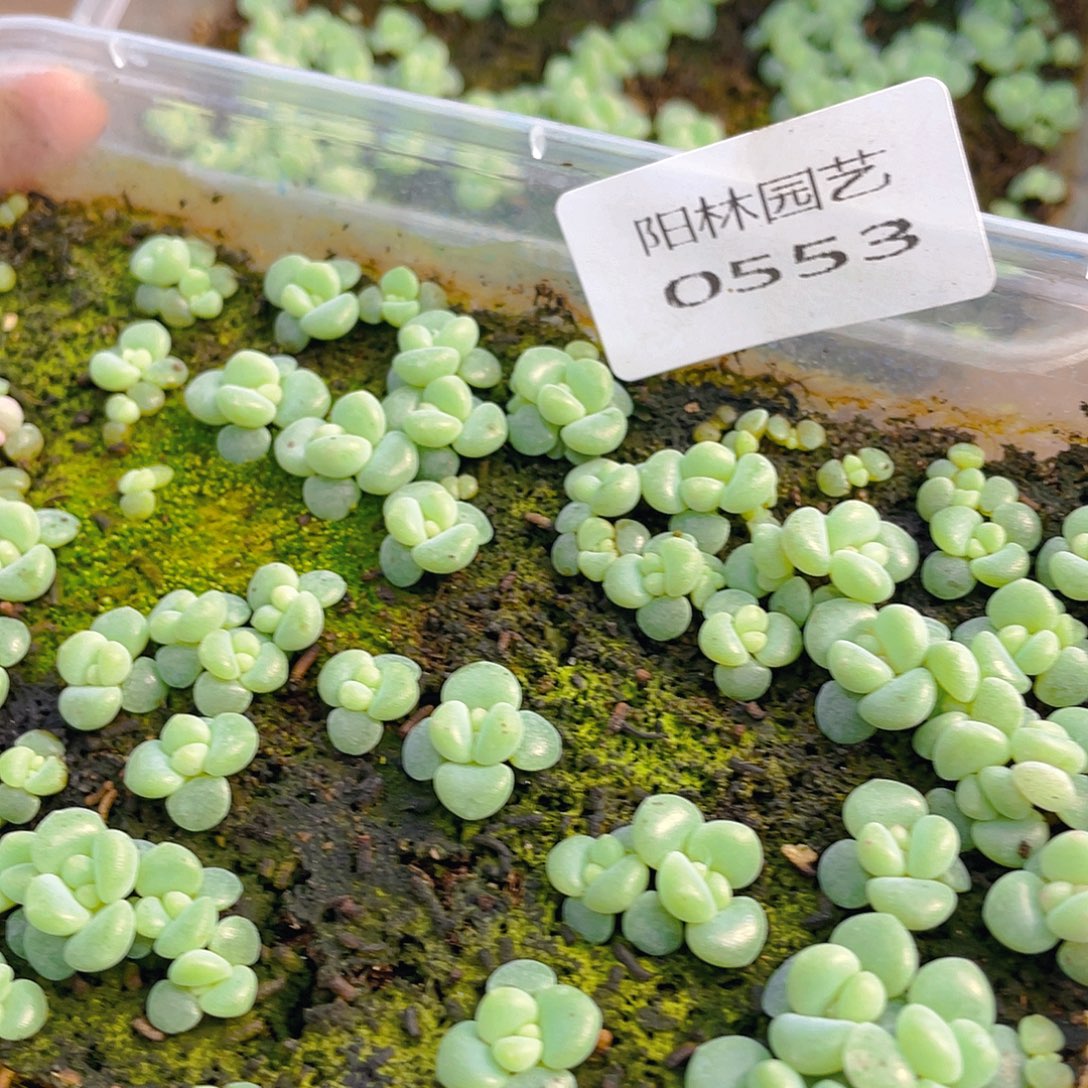 冷***知多肉植物多肉植物553
