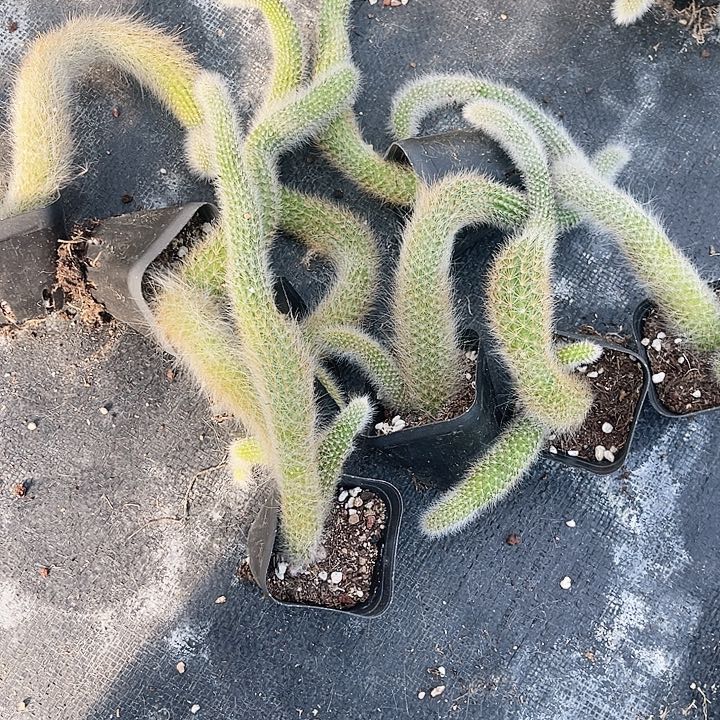 坚***持九尾狐单头福利10颗断尾无售后