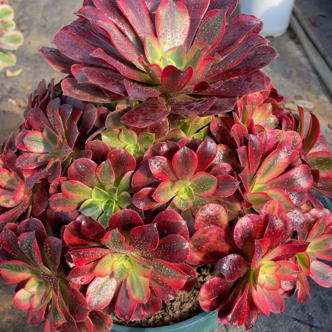 359美杜莎精品法师老桩