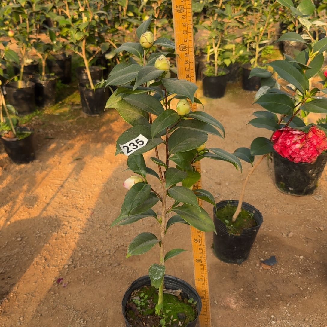 少量花朵（建议范围：2朵-5朵 或40%以下）235白乔