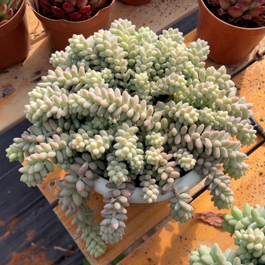 多肉大彩虹玉坠【非偏远地区满18包邮】