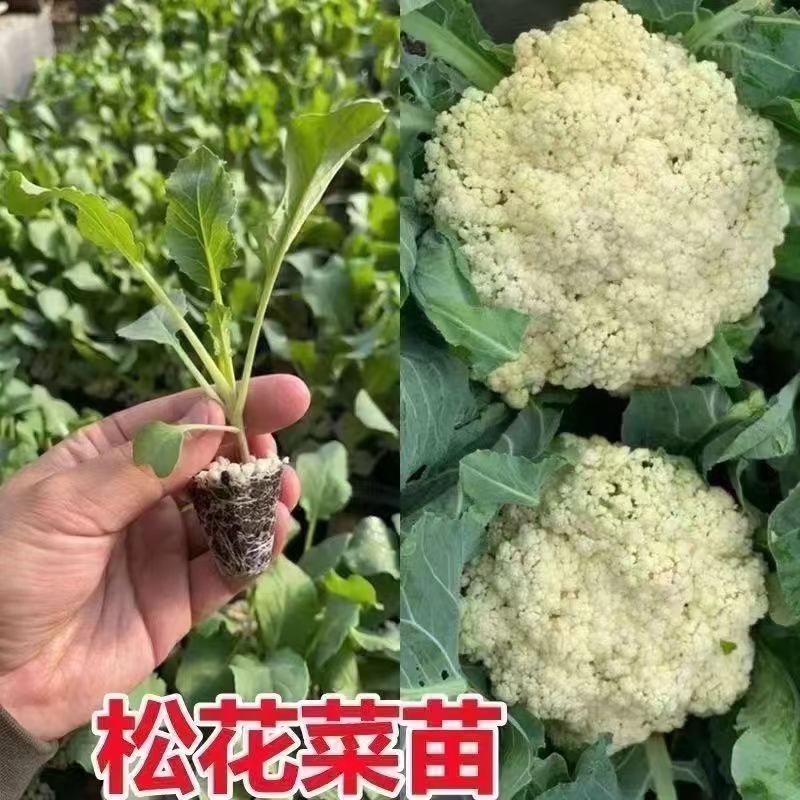耐寒高产有机花菜苗青梗松花菜种苗白花菜四季可种阳台庭院种植