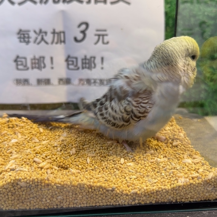 虎皮鹦鹉大头虎皮鹦鹉