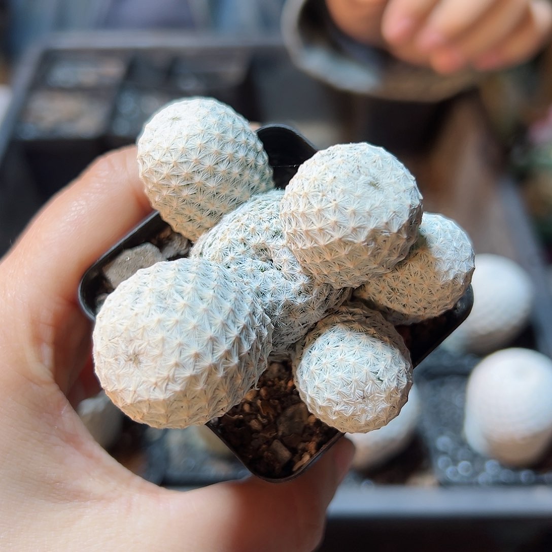 10号自根白鸟6.5公分