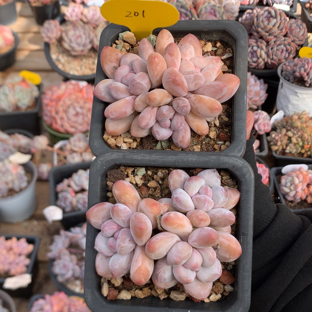 三头精控香水 两颗 201