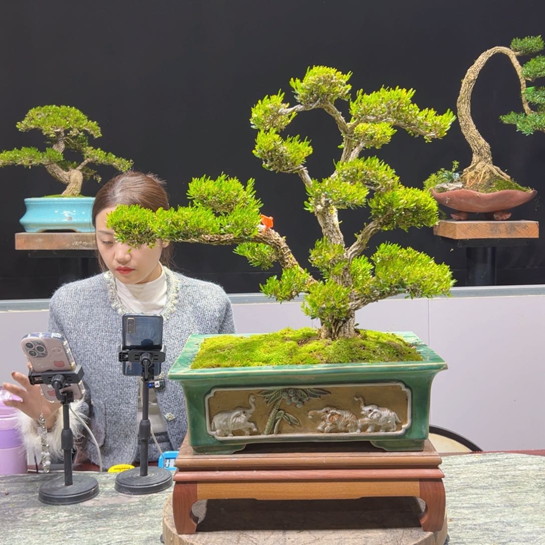 绿植黄杨盆景盆景