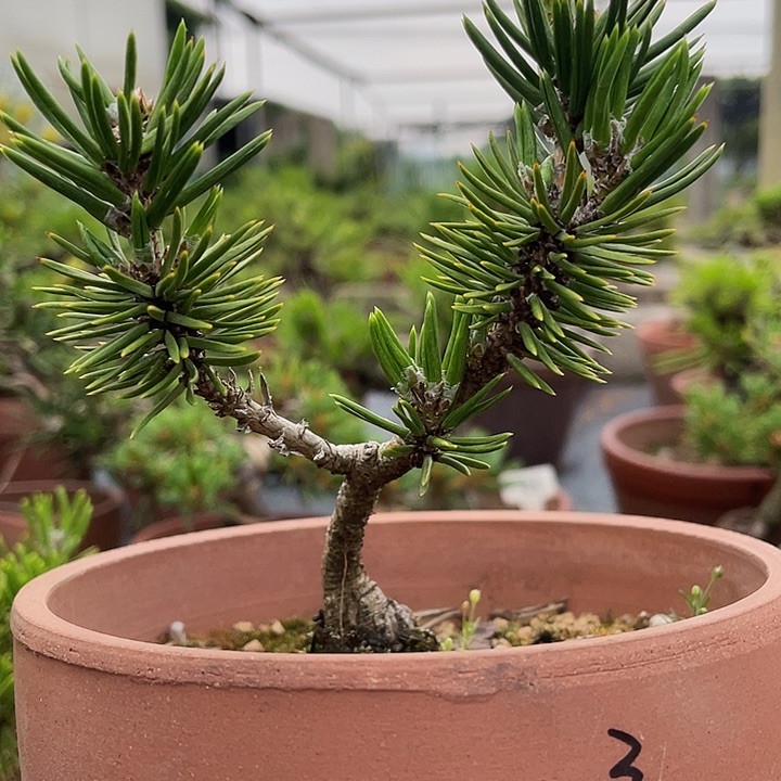 完全开放寸稍小盆景素材链接