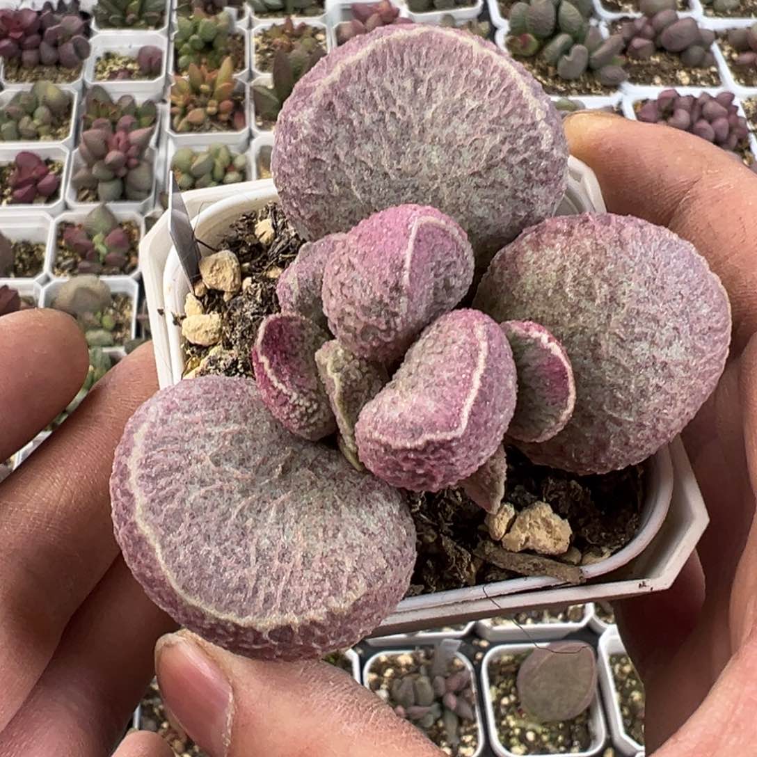 哈默猪肝水泡多肉植物