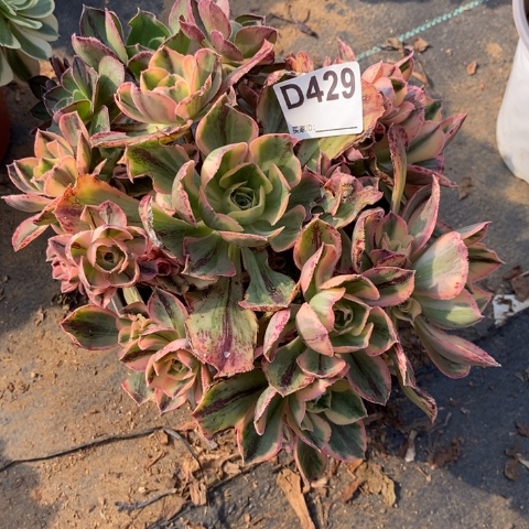 青花瓷多肉植物法师不包损