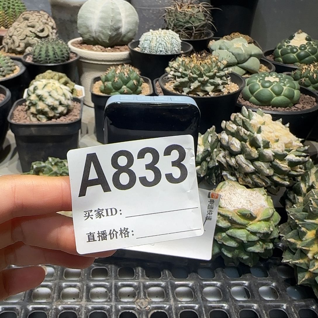 ****伐实生仙人球特价一颗