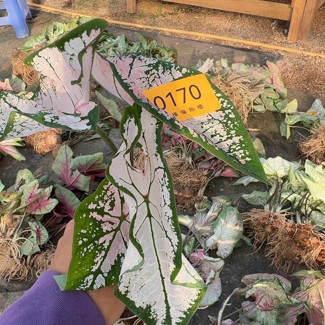 完全开放0170粉色飞溅裸球不售后