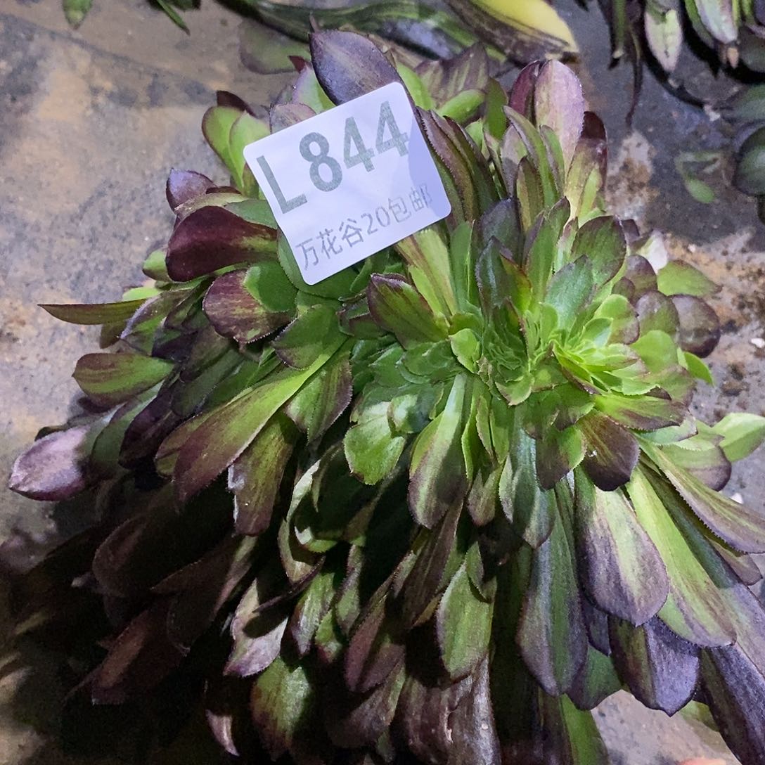 844欧若拉缀无根多肉植物