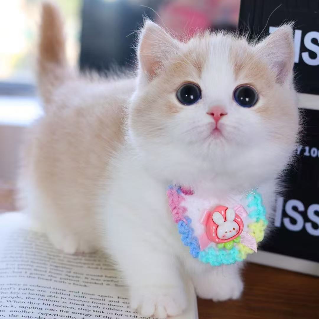 (咕噜喵)猫咪活体通用链接，下单前联系主播