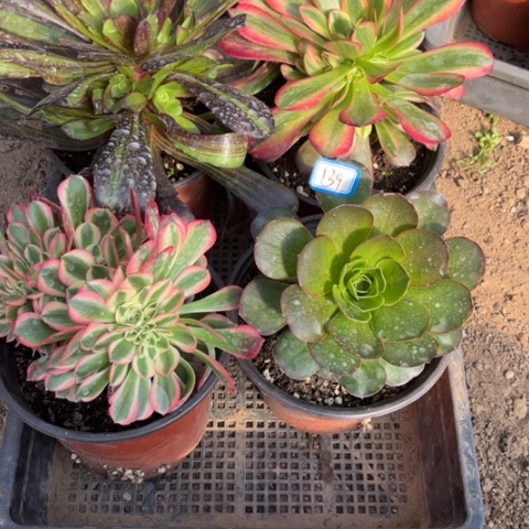 139多肉植物组合