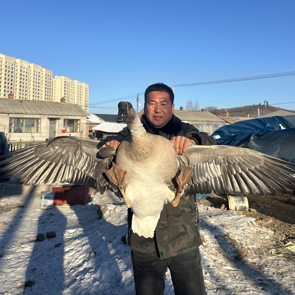 农村玉米饲喂散养杂交大雁鹅会飞的（全套心肝珍）