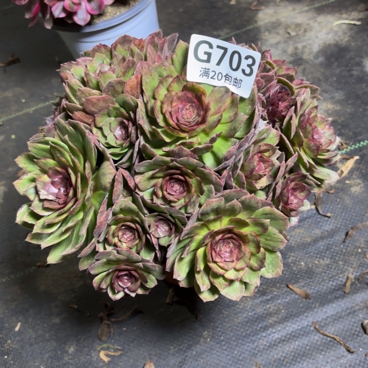 瑞妈一物一拍703