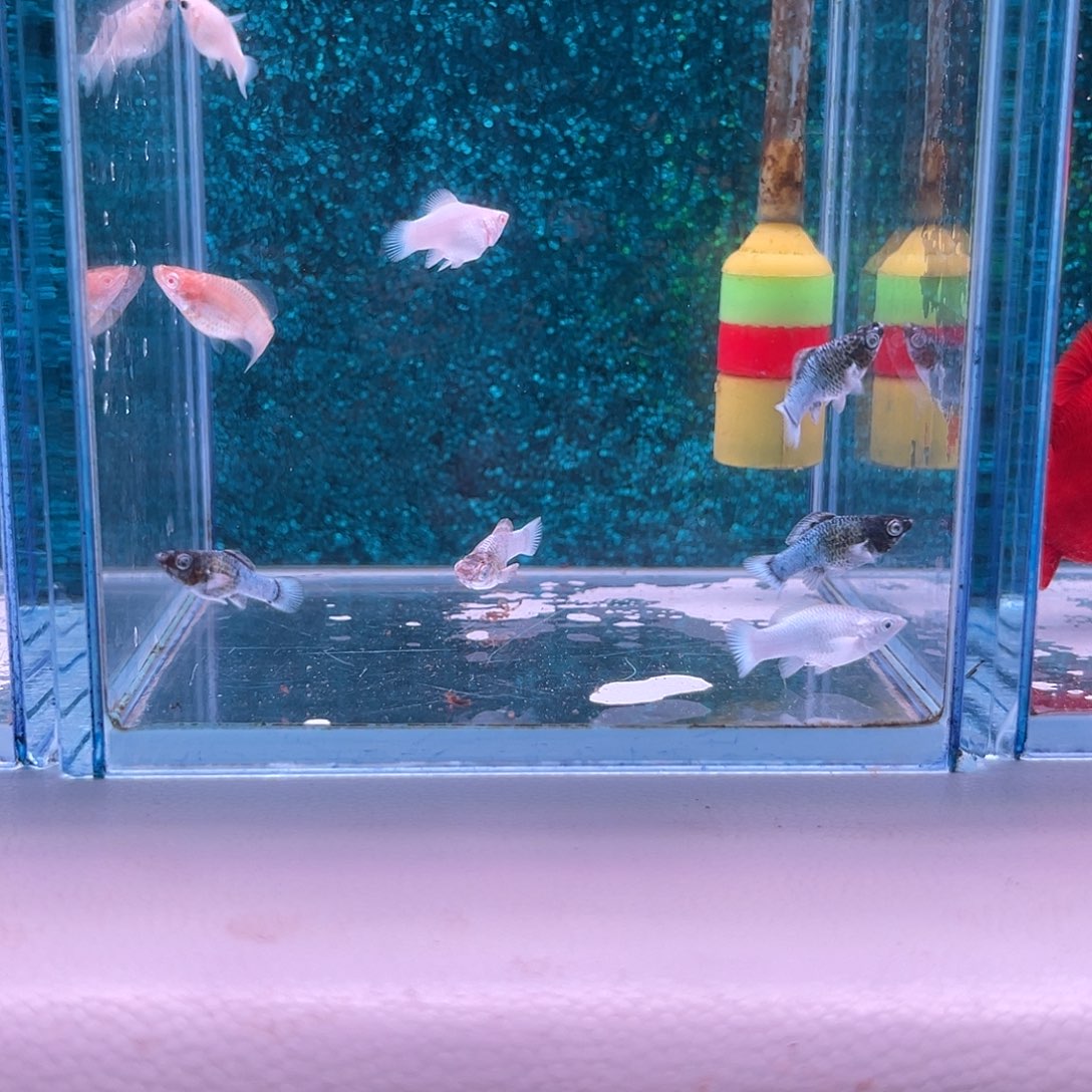 黑玛丽鱼670号玛丽苗子10条