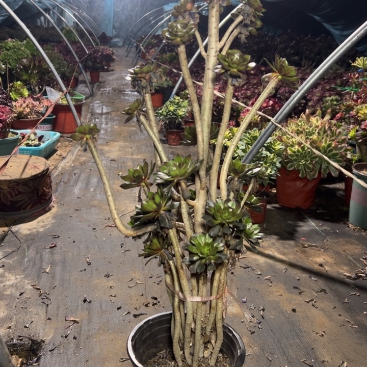 41灰法师多肉多肉