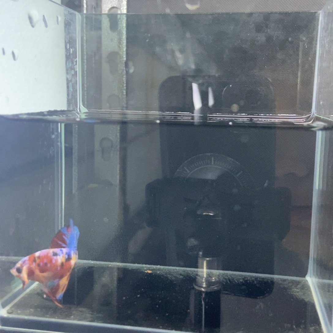 斗鱼所见即所得包活不包损233