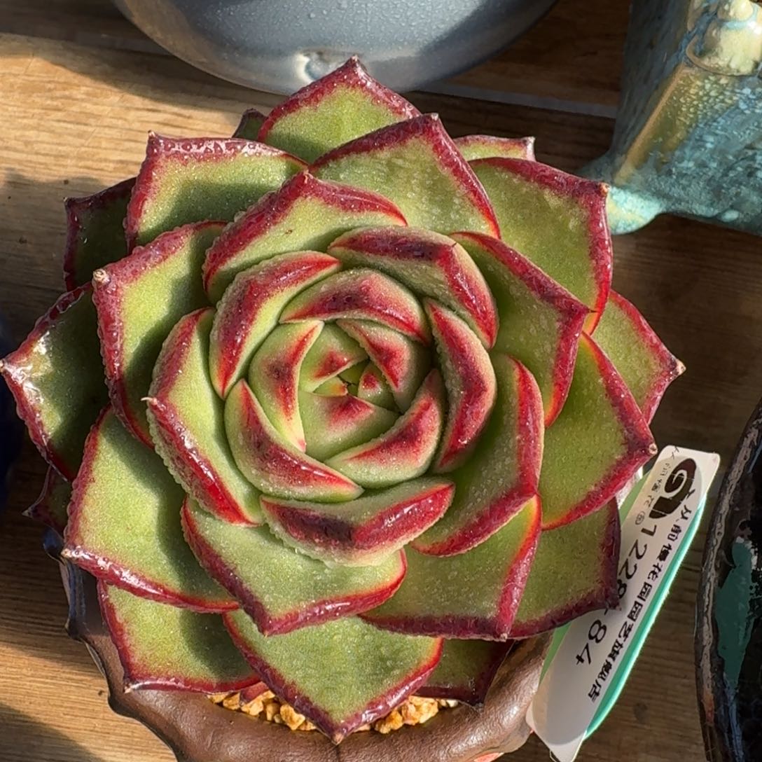 从前慢花园多肉编号1228-84