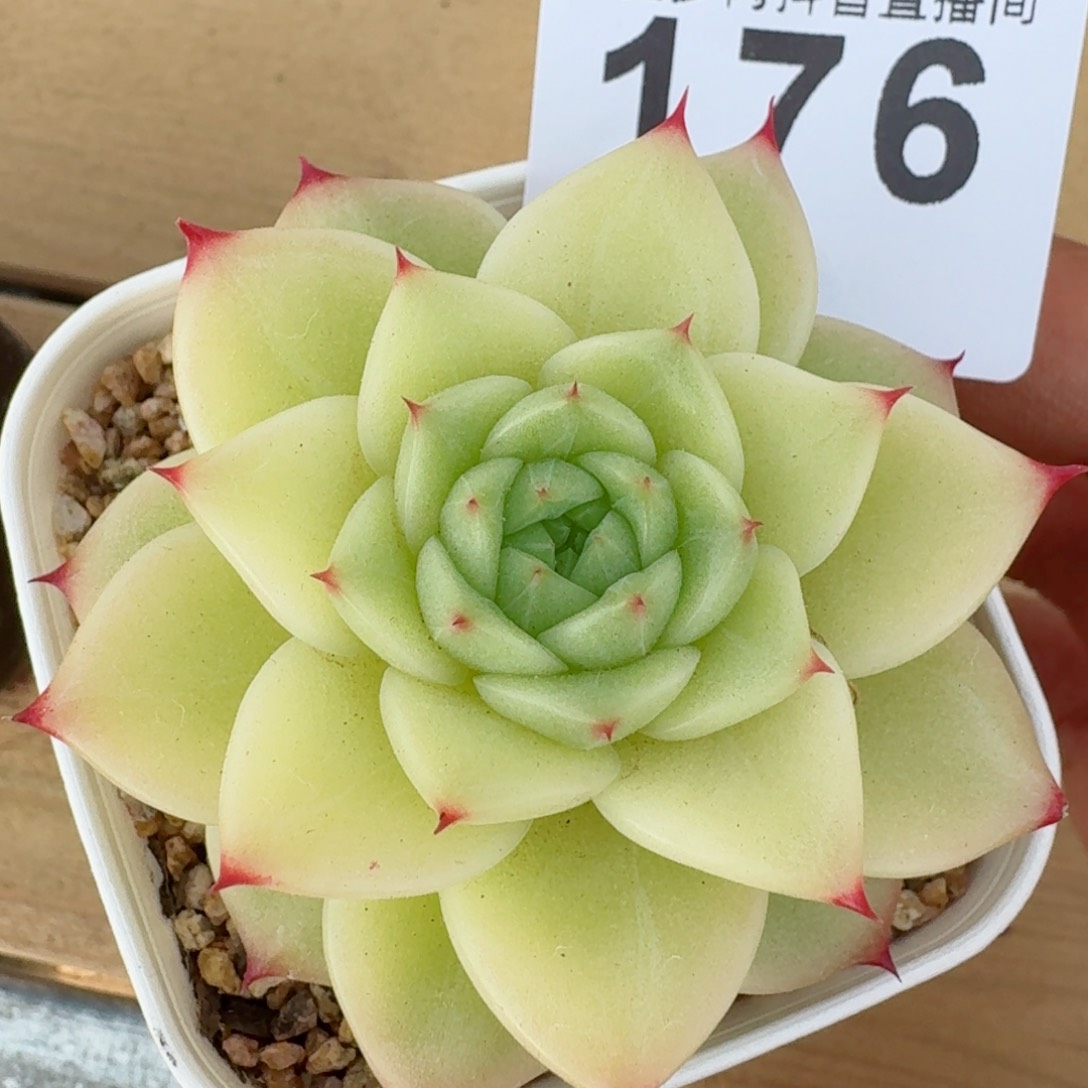 杜若珍妮         多肉植物